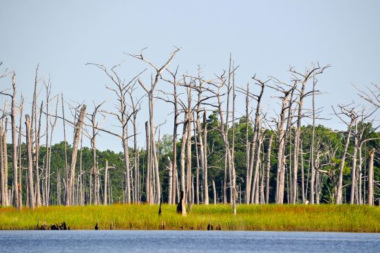 Photo of ghost forest